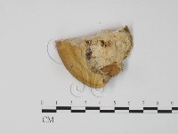偏腫栓菌藏品圖，第3張