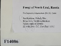 登錄號:F0014086藏品圖，第2張