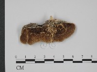 登錄號:F0014086藏品圖，第1張