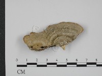 登錄號:F0014086藏品圖，第3張