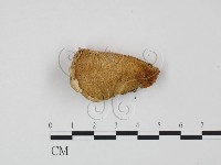登錄號:F0014094藏品圖，第1張