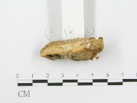登錄號:F0014094藏品圖，第4張
