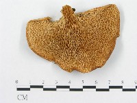 登錄號:F0014095藏品圖，第1張