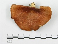 登錄號:F0014095藏品圖，第3張