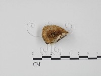 登錄號:F0014096藏品圖，第1張
