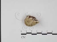 登錄號:F0014096藏品圖，第3張