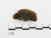 登錄號:F0014098藏品圖，第4張