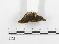 登錄號:F0014098藏品圖，第6張
