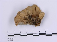 登錄號:F0014101藏品圖，第1張