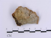 登錄號:F0014101藏品圖，第3張