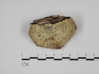 登錄號:F0014105藏品圖，第1張