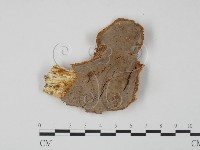 登錄號:F0014106藏品圖，第1張