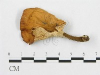 登錄號:F0014117藏品圖，第1張