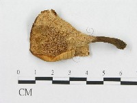 登錄號:F0014117藏品圖，第3張