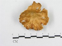 登錄號:F0014119藏品圖，第3張