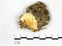 登錄號:F0014141藏品圖，第1張