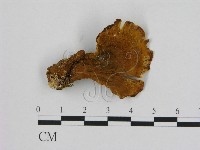 登錄號:F0014146藏品圖，第3張