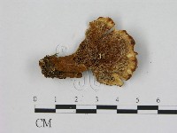 登錄號:F0014146藏品圖，第1張