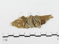 登錄號:F0014159藏品圖，第1張