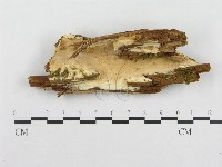 登錄號:F0014161藏品圖，第1張