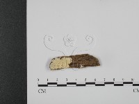 登錄號:F0014163藏品圖，第1張