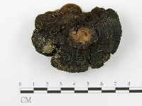 登錄號:F0014164藏品圖，第7張