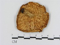 登錄號:F0014165藏品圖，第3張