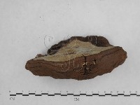 登錄號:F0014167藏品圖，第4張