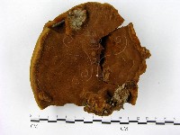 登錄號:F0014168藏品圖，第1張