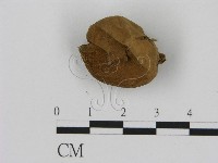 登錄號:F0014171藏品圖，第1張