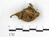 登錄號:F0014173藏品圖，第1張