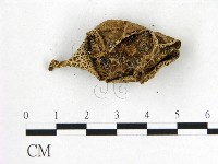 登錄號:F0014173藏品圖，第3張