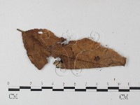 登錄號:F0014174藏品圖，第3張