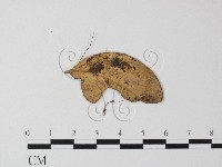 登錄號:F0014175藏品圖，第3張