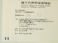 小皮傘屬藏品圖，第2張