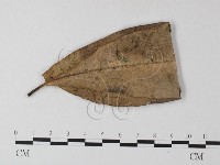 小皮傘屬藏品圖，第1張