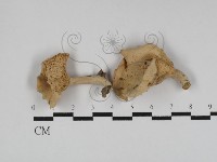 登錄號:F0014179藏品圖，第1張