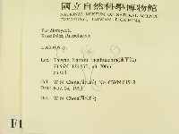 乳菇屬藏品圖，第2張