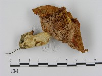 乳菇屬藏品圖，第1張