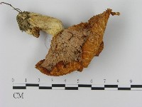 乳菇屬藏品圖，第3張