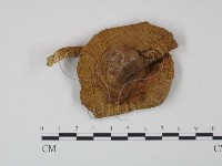 登錄號:F0014181藏品圖，第1張