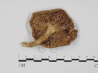 登錄號:F0014181藏品圖，第3張