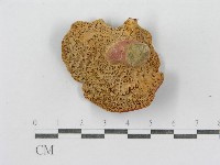 紅菇屬藏品圖，第6張