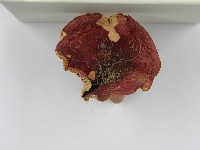 紅菇屬藏品圖，第8張