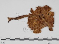 登錄號:F0014184藏品圖，第1張