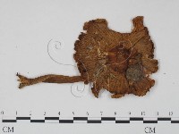 登錄號:F0014184藏品圖，第3張