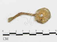 蘑菇藏品圖，第1張