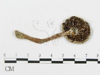 蘑菇藏品圖，第3張