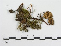 粉褶菌屬藏品圖，第3張