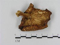 登錄號:F0014188藏品圖，第3張